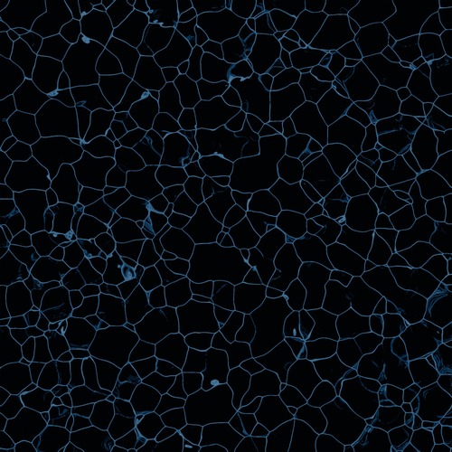 Pannotia - Cell