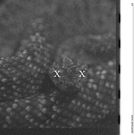 Би-2 - Нечётный воин XX (2025) FLAC download for free