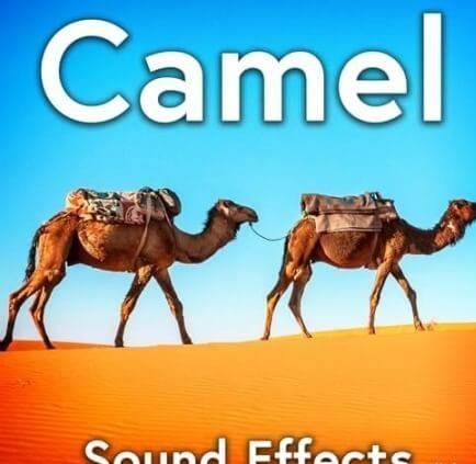 Sound Ideas – Camel Sound Effects